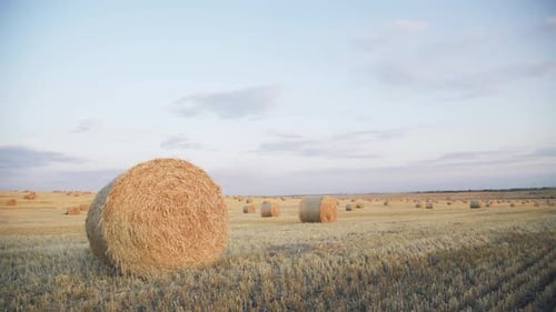 Background of Haystacks on Wheat Field with Bright Sunset in Summer Day