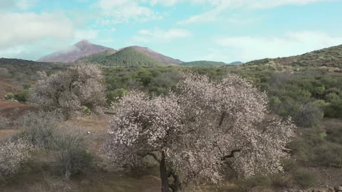 Almond Blossoming in the Valley of the Teide Tenerife Volcano Early Spring in the Canary Islands
