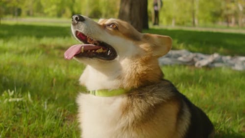 Lindo perro Corgi en césped verde