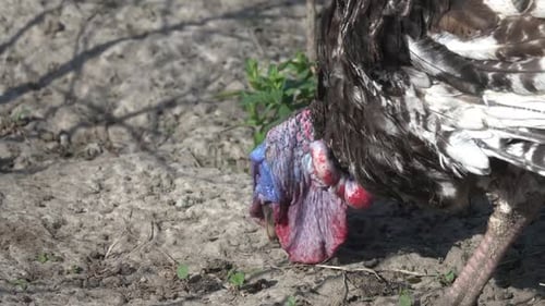 Big Turkey Walks Around the Yard