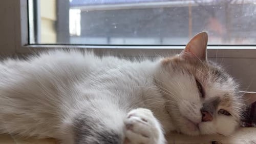 Cute Cat Sleeping on a Sunny Window Sill