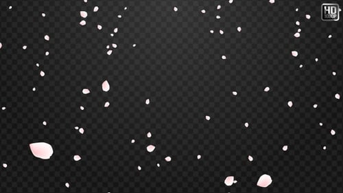 Soft Pink Petals Falling Overlay for Celebrations