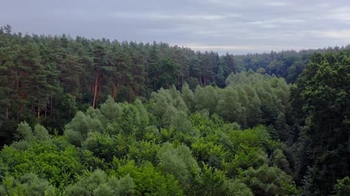 Beautiful forest. Flying over the tops of mixed trees in summer. Green nature background.