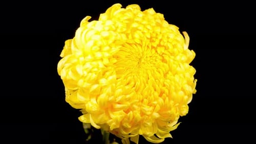 Close Up of a Bright Yellow Flower