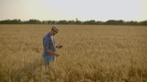A Young Farmer with a Tablet in a Hat in a Field of Rye Touches the Grain and Looks at the Sprouts