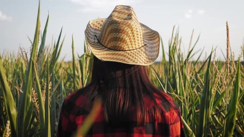 Corn Harvest