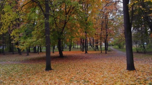 The Beauty of an Autumn Park in St