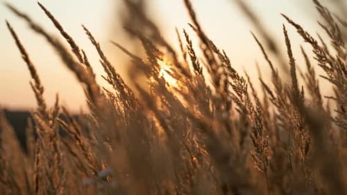 Field of Grass During Sunrise