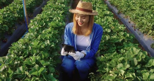 Asian Female Smart Farmer Using Tablet Examining Fresh Strawberry In Farm.