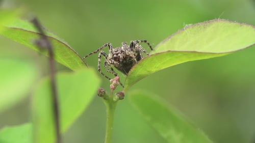 Detailed Spider Resting on Vibrant Green Leaves