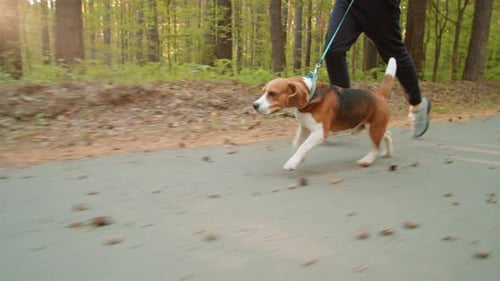 Beagle Dog Running with Man in Park