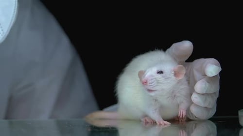 Lab Rat Being Held in Science Lab