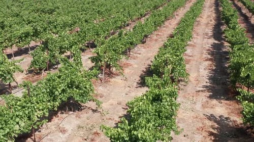 Des rangées de vignes matures, images de Drone.