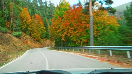 Drive a Car in the Forest - 4K