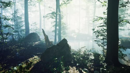 Morning Fog in Deep Forest