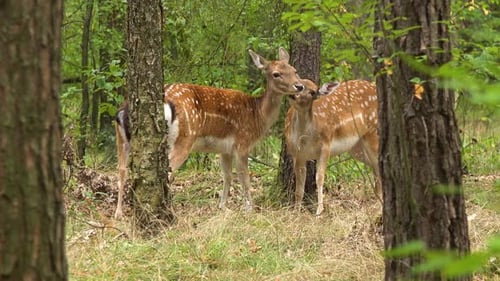 Eine Gruppe von Rehe in einem Wald