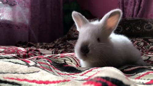 Adorable White Rabbit Sitting on Colorful Blanket