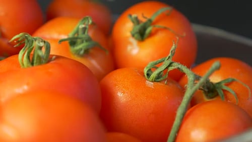 Bowl of Red, Ripe, and Fresh Tomatoes