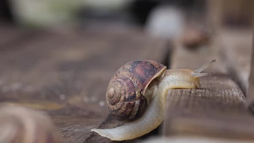 Snail Crawling Up a Wooden Board. Close Up. Side View