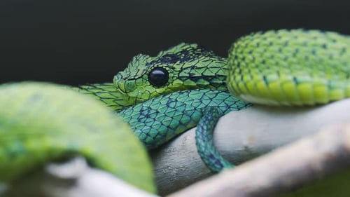 La
vipère des Grands Lacs (Atheris nitschei) est enroulée autour de la branche.