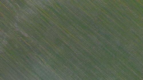 Vue de dessus du champ agricole