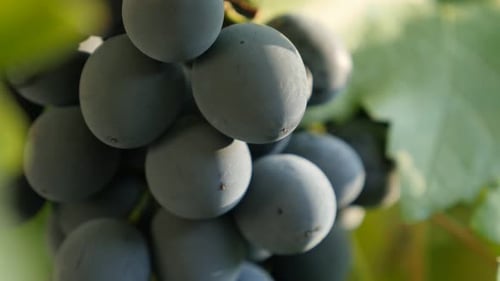 Belle grappe de raisins juteux violets de type Moldavie 4K 2160p 30fps Vidéo UltraHD - Bleu foncé frais