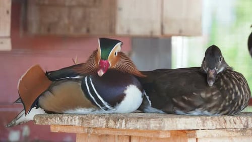 Mandarinenente, Aix Galericulata. Bunte Vögel bleiben am Rand des Wasserpools.