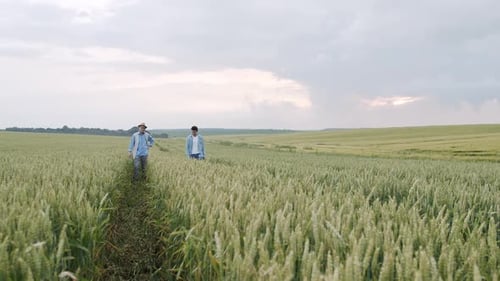 Two Farmers Walking in Green Wheat Field Caressing Spikelets and Rejoicing