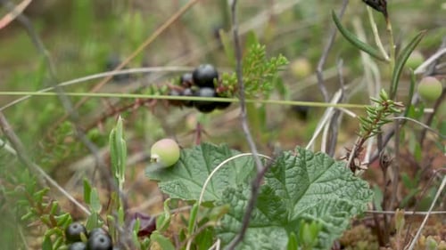 Une photo de la nature du sol où l'on trouve des baies noires dans un marécage en Lettonie au printemps