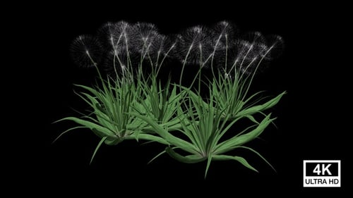 Dandelion and Grass Growth Animation with Alpha Channel Loop