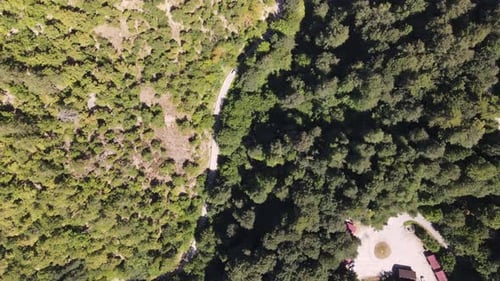 Road and Trees
