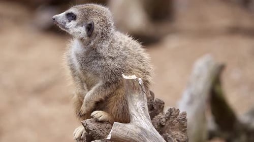 Adorable Meerkat Nibbling on Tree Stump in Daytime
