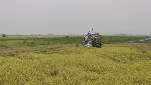 Aerial top view of tractor rice car working on dry or ripe rice paddy, crop field, harvesting