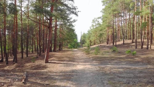 Pine Forest Footpath
