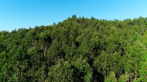 Baumkronen im Wald