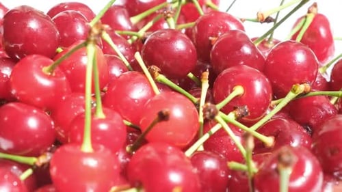Viele rote Kirschen mit Trieben