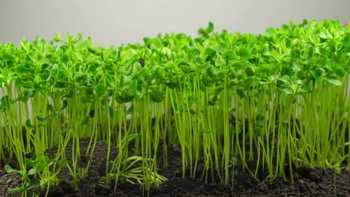 Flax Germination on Light Background