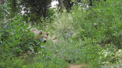 Real Wild Bear In Natural Habitat Among The Trees In The Forest