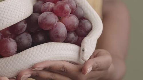 Mains de femme noire tenant une grappe de raisin avec serpent blanc