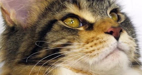 Brown Tortie Blotched Tabby and White Maine Coon Domestic Cat, Close up of the head of Female