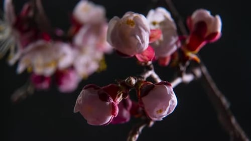 Spring Flowers Opening