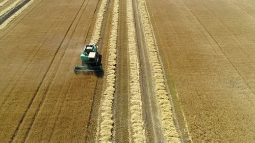 Aerial Drone Footage. Front View Combine Harvester Gathers the Wheat. Harvesting Grain Field