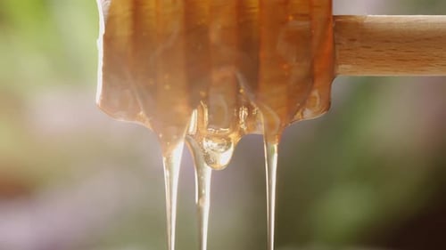 A Golden Fresh Honey is Dripping or Pouring From Honey Spoon