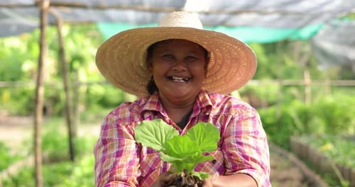 Asian woman farmer harvesting ang showing fresh raw vegetable on her local organic vegetable farm.