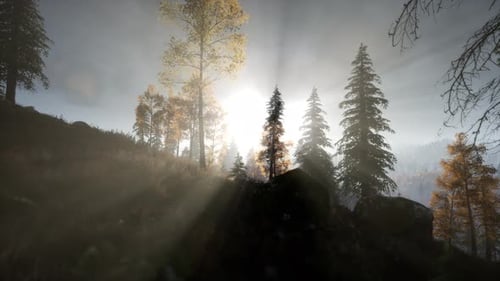 Sun Beams Through Trees