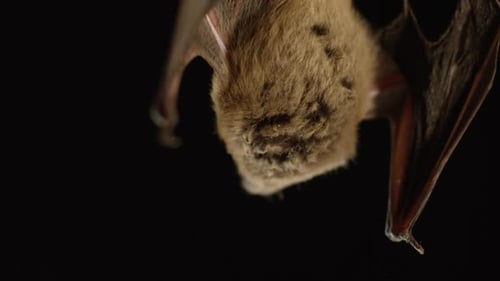 Un murciélago marrón aislado sobre fondo negro