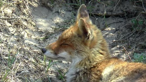 Close up of a lying red fox in the dunes.