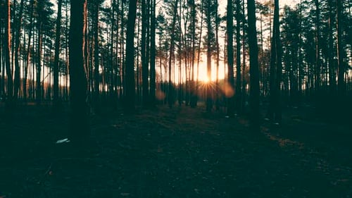 Beautiful Sunrise Sun Sunshine In Sunny Spring Coniferous Forest. Sunlight Sunbeams Through Woods In