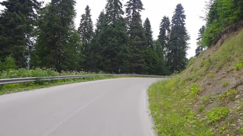 Asphalt road among the greenery in the forest.