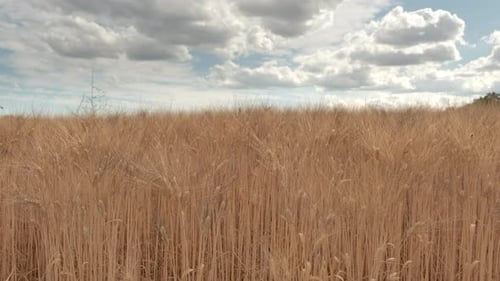 Golden Wheat Crop in Countryside Rural Farm Field